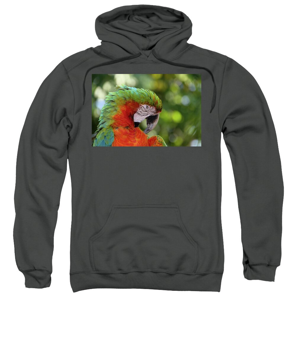 Macaw Sweatshirt featuring the photograph Colorful Parrot Looking Right by Artful Imagery