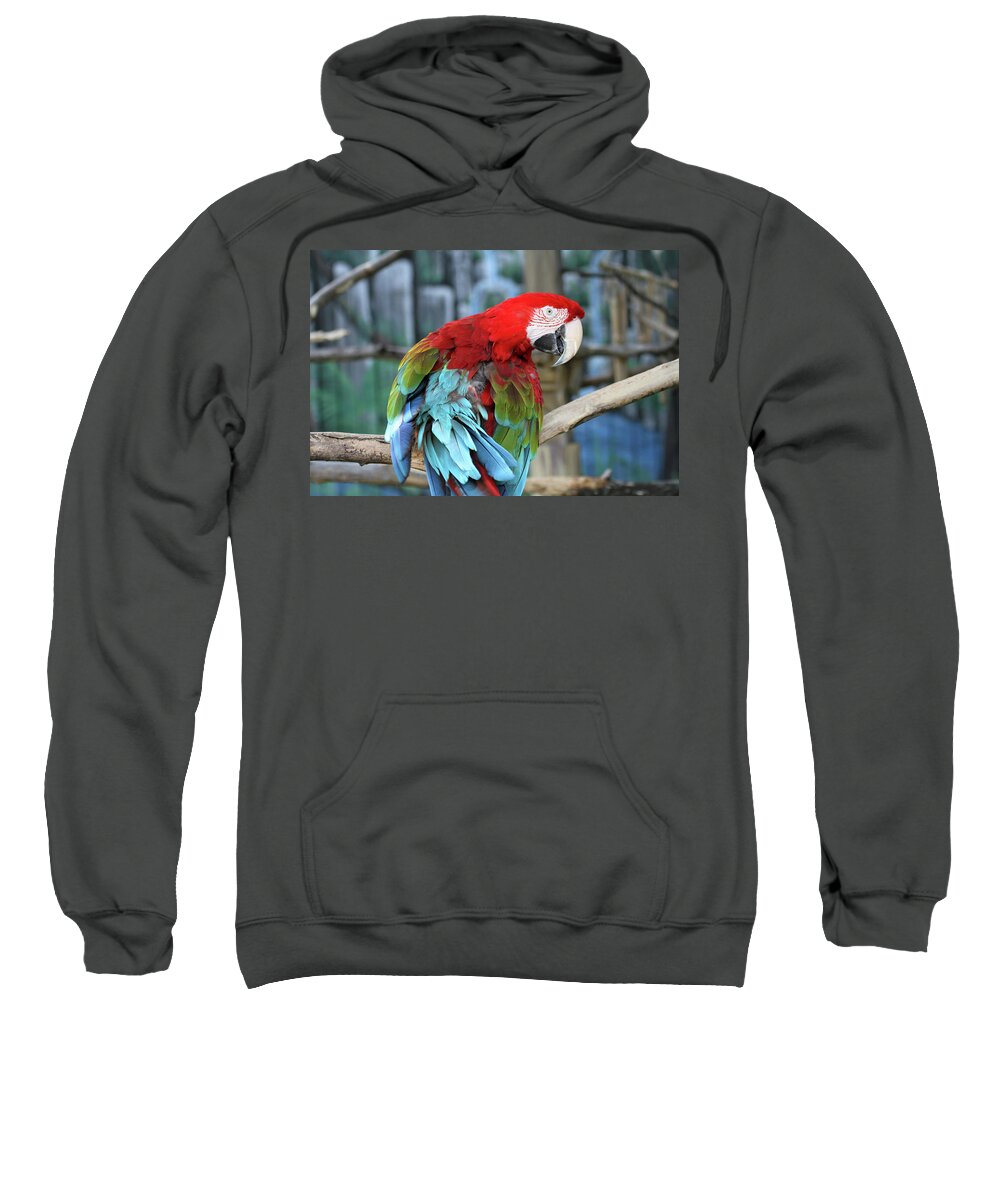 Parrot Sweatshirt featuring the photograph Colors by Jackson Pearson