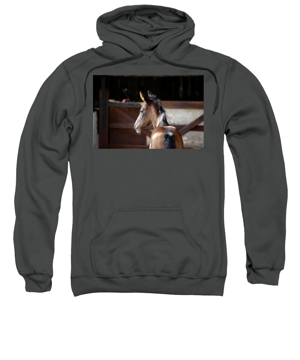 Horses Sweatshirt featuring the photograph Concentration by Mark Egerton