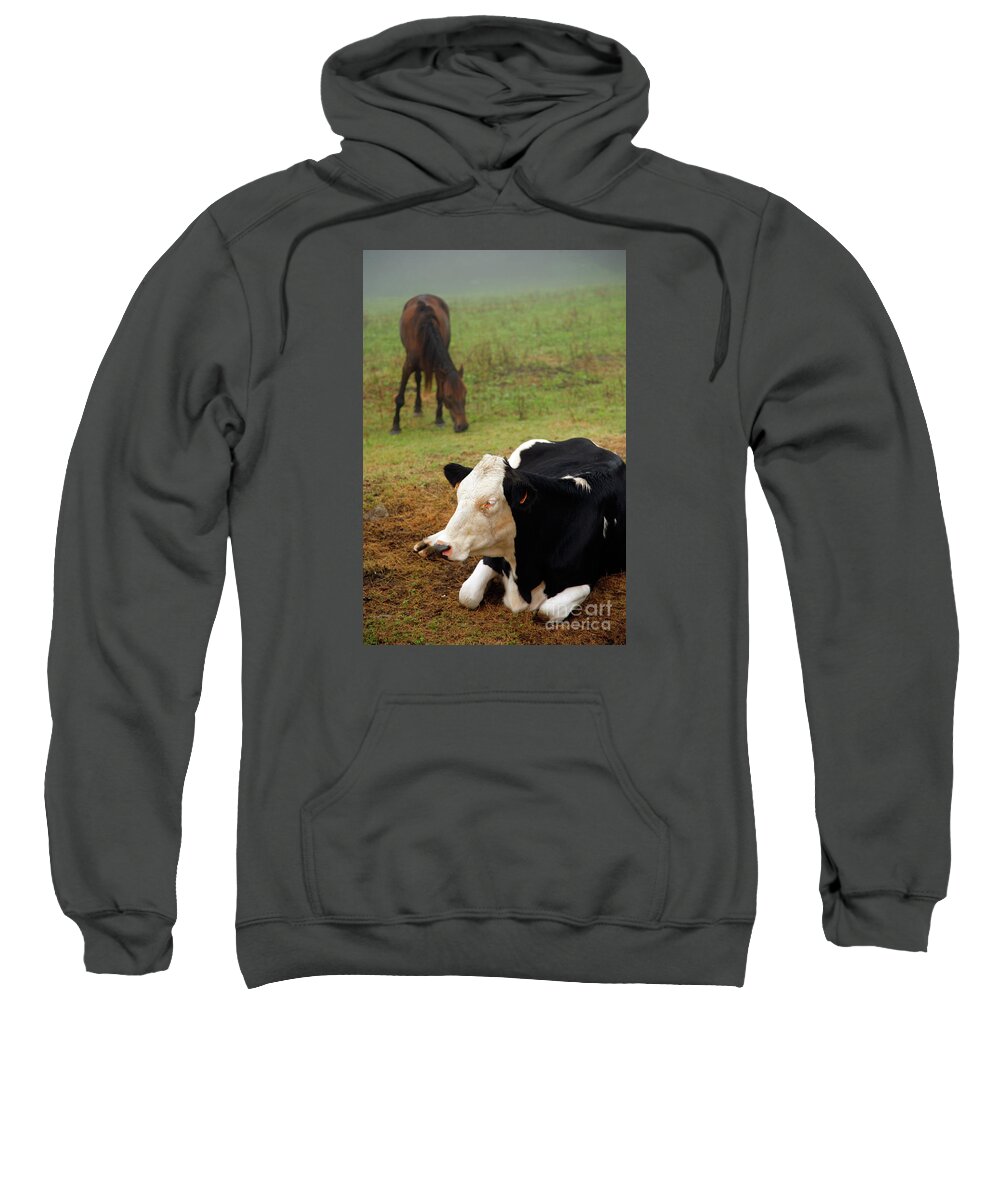Cow Sweatshirt featuring the photograph Cow and horse by Gaspar Avila