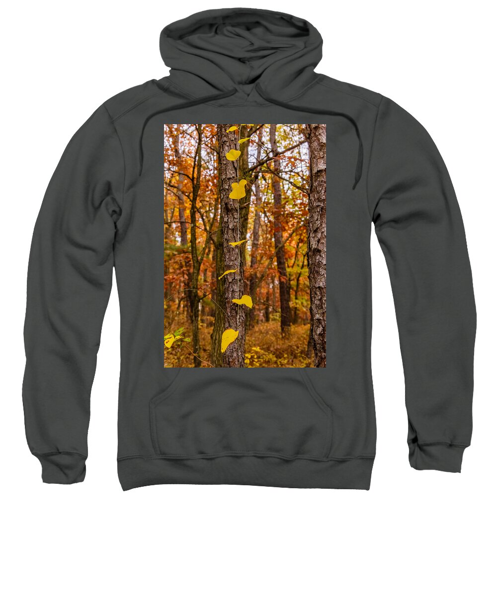 Trees Sweatshirt featuring the photograph Creeper in a forest by SAURAVphoto Online Store