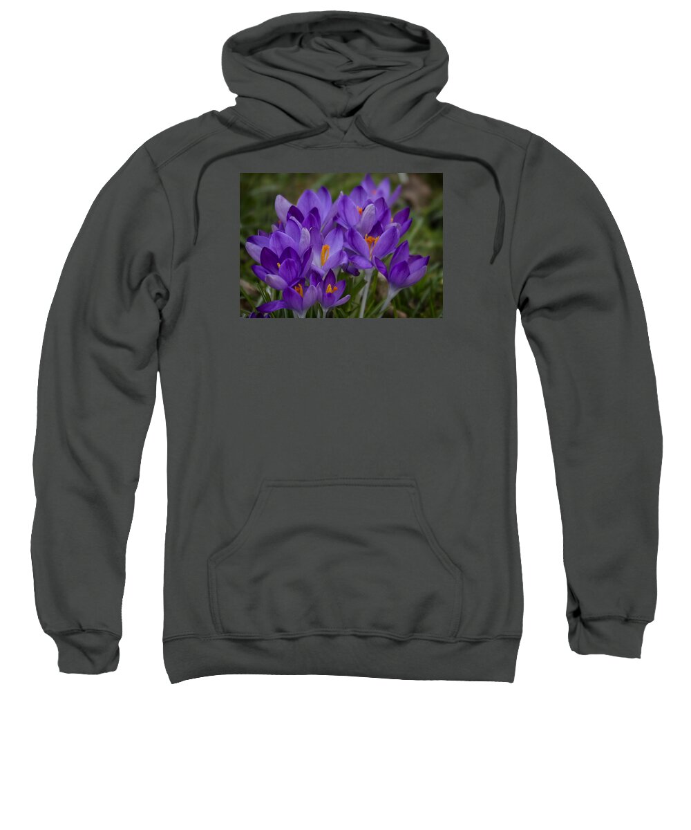Floral Sweatshirt featuring the photograph Crocus Cluster by Shirley Mitchell