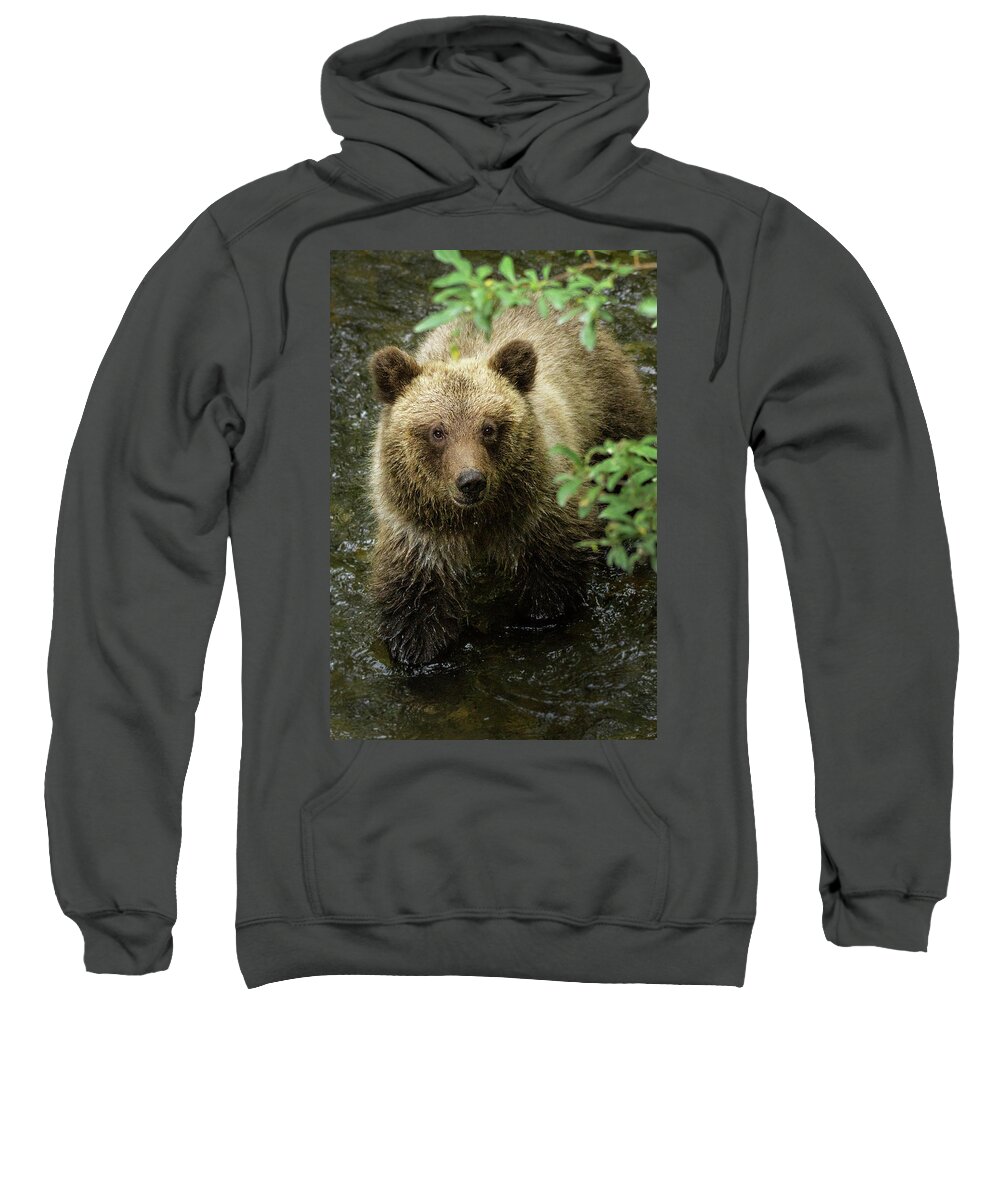 Cubby Sweatshirt featuring the photograph Cubby by Chad Dutson