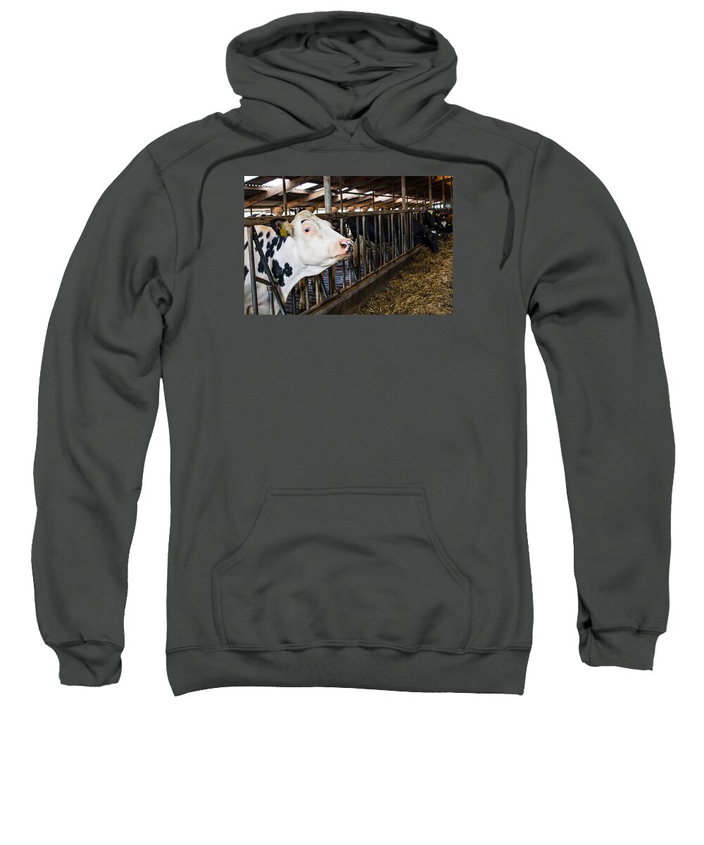 Cow Sweatshirt featuring the photograph Curious Cow by Joan Baker