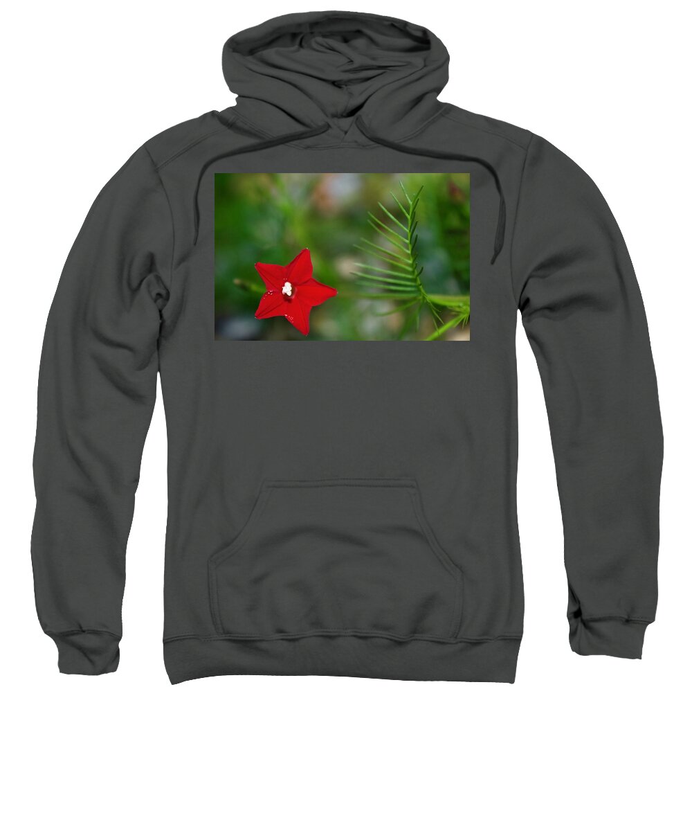 Photograph Sweatshirt featuring the photograph Cypress Vine Close Up by M E