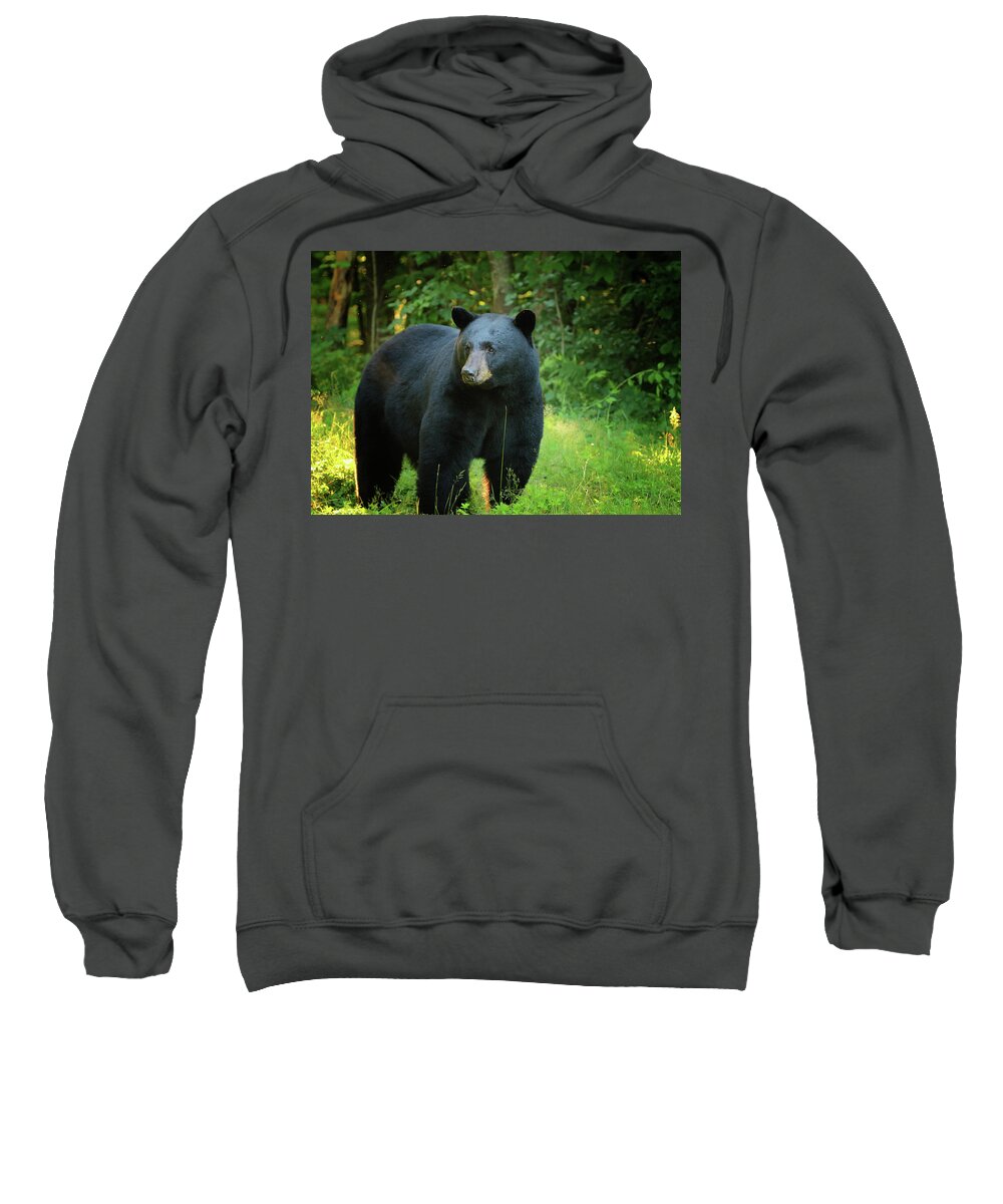 Black Bear Sweatshirt featuring the photograph Dawn's Early Light Bear by Duane Cross
