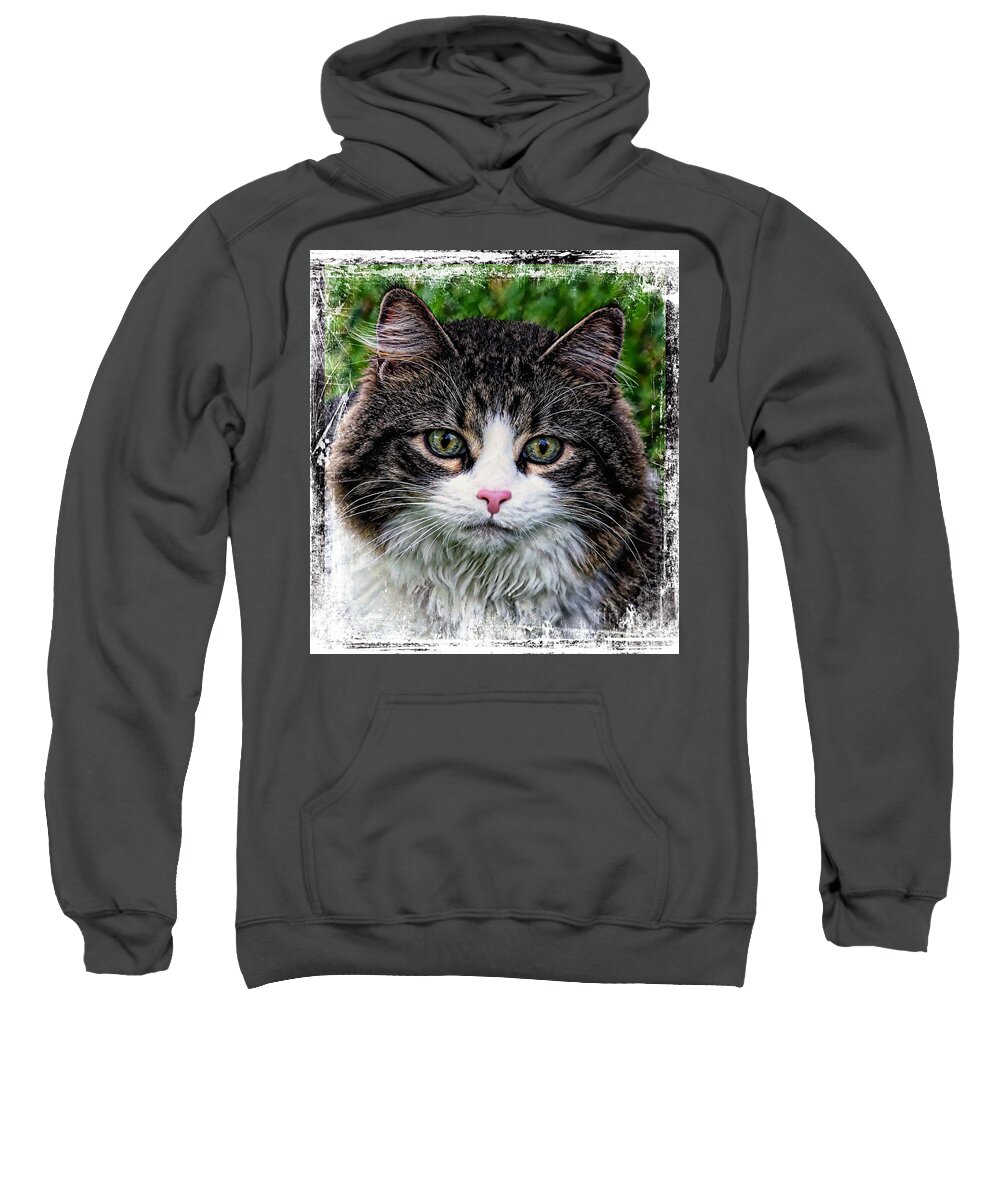 Acrylic Sweatshirt featuring the mixed media Decorative Maine Coon Cat A4122016 by Mas Art Studio