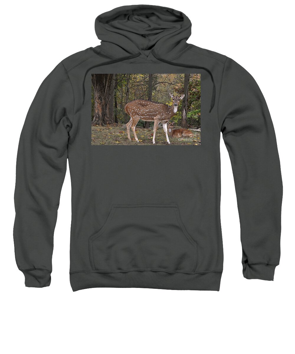 Deer Sweatshirt featuring the photograph Deer in Fall by Lydia Holly