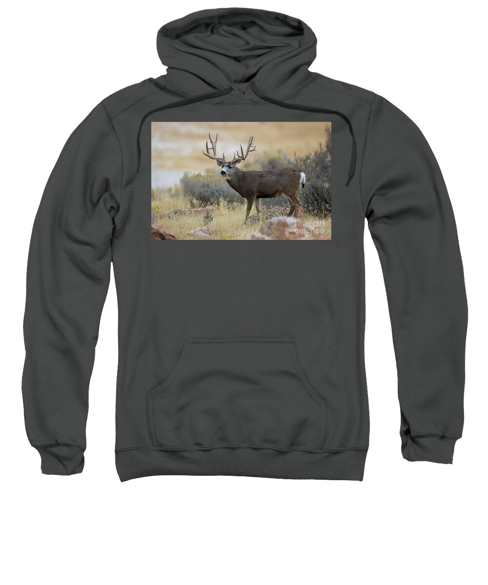 Mule Deer Sweatshirt featuring the photograph Desert Beast by Douglas Kikendall