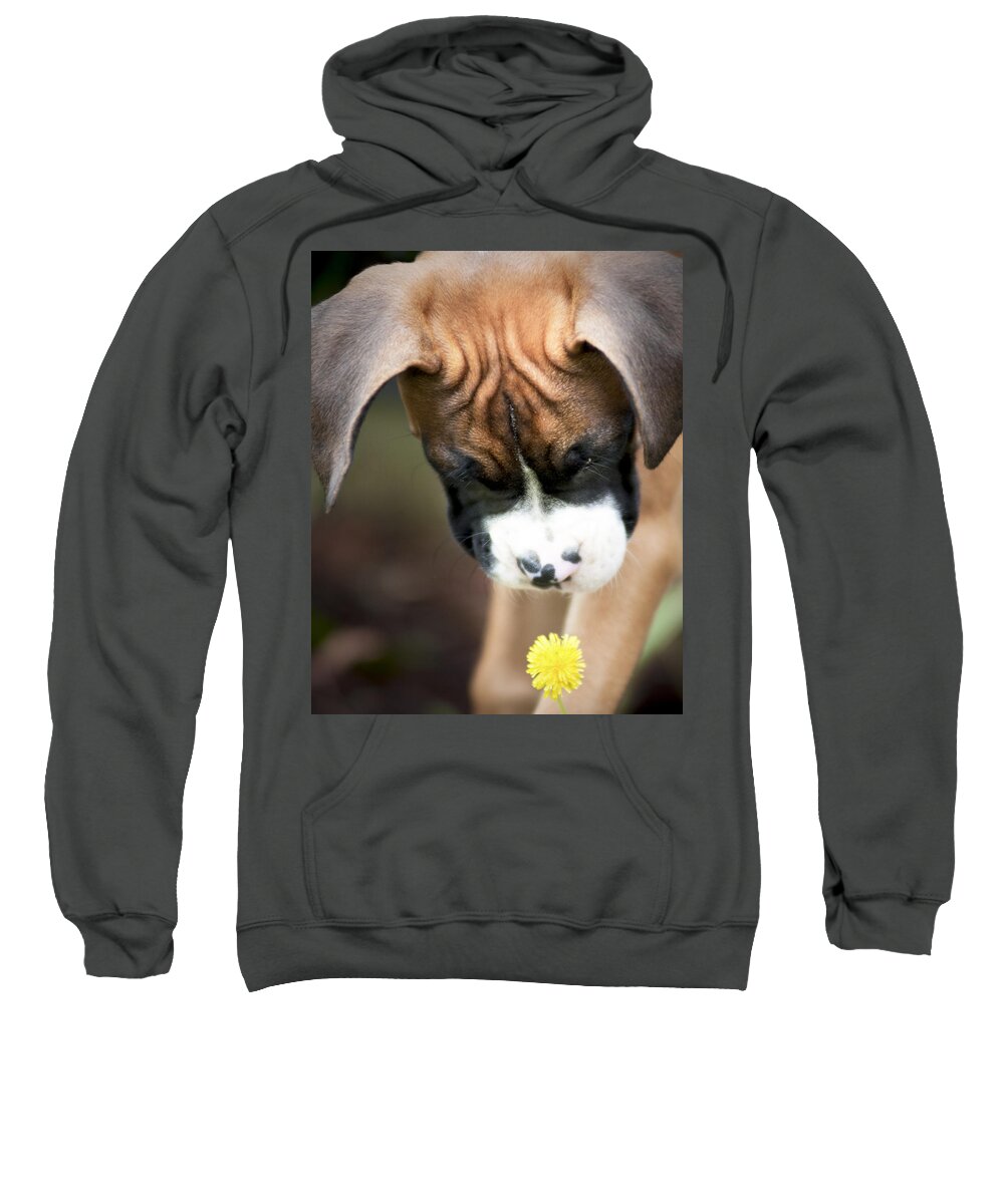 Boxer Sweatshirt featuring the photograph Discovery by Jeff Mize