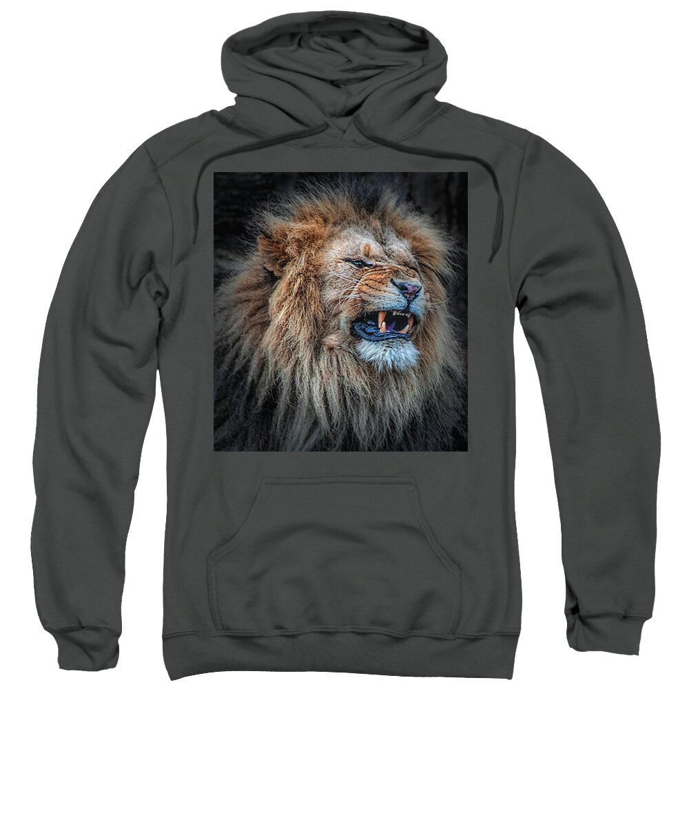 Male Lion Sweatshirt featuring the photograph Do Not Disturb by Brian Tarr