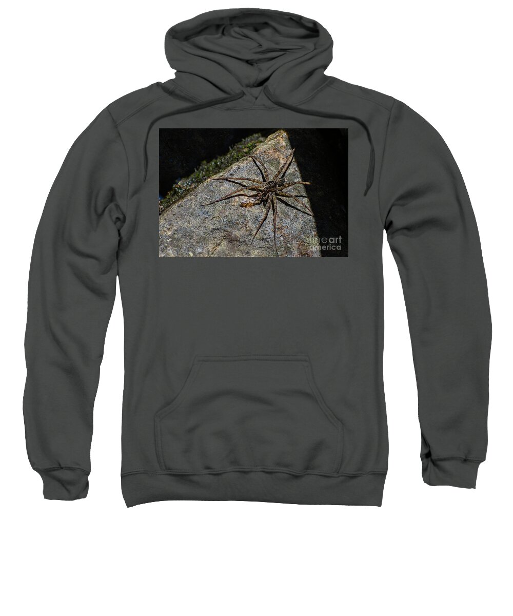 Spiny Sweatshirt featuring the photograph Dock Spider by Les Palenik