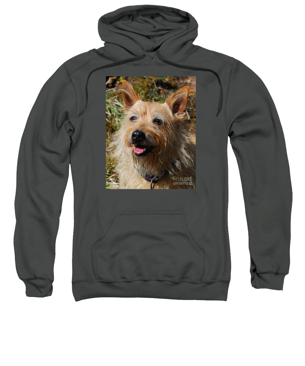 Dog Smile Happy Cairn Terrier Shiny Nose Sweatshirt featuring the photograph Doggie Smile by Richard Gibb