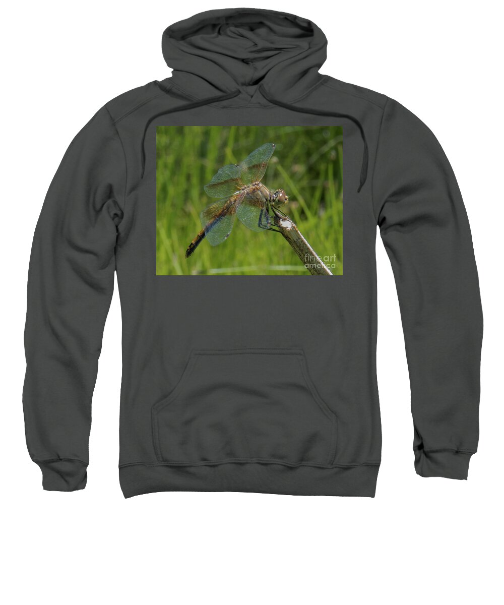 Dragonfly Sweatshirt featuring the photograph Dragonfly 8 by Christy Garavetto