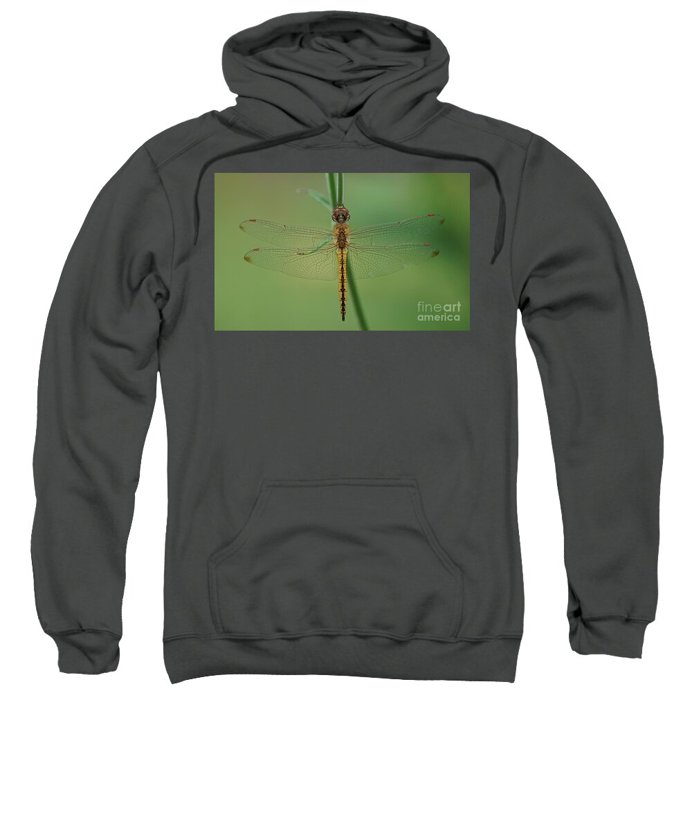 Dragonfly Sweatshirt featuring the photograph Dragonfly Gold by Robert E Alter Reflections of Infinity