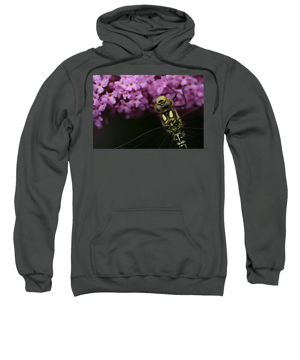 Dragonfly Hawker Purple Yellow Insect Dark Garden Sweatshirt featuring the photograph Dragonfly by Ian Sanders