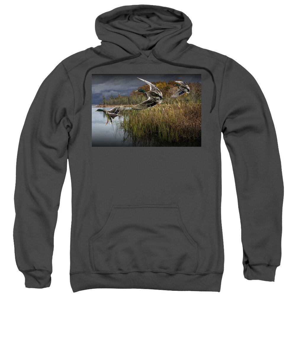 Mallard Sweatshirt featuring the photograph Drake Mallard Ducks coming in for a Landing by Randall Nyhof