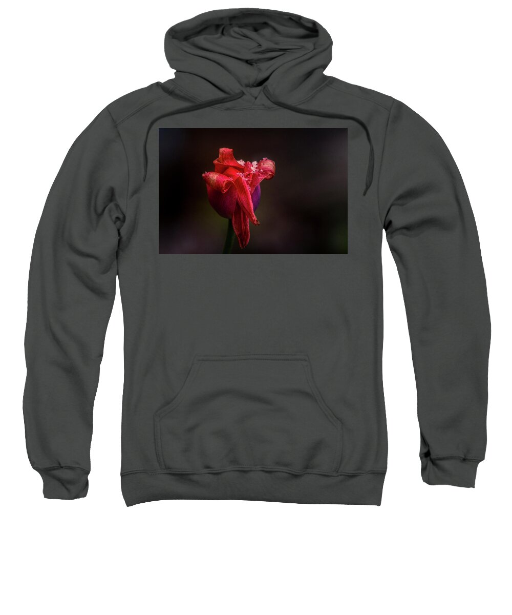 Red Sweatshirt featuring the photograph Early Spring by Allin Sorenson