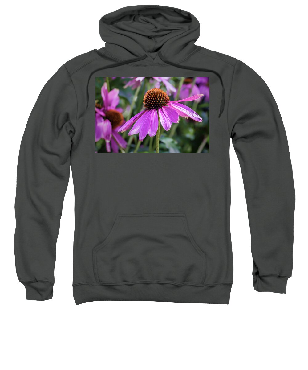 Asteraceae Sweatshirt featuring the photograph Eastern Purple Coneflower by Tim Abeln