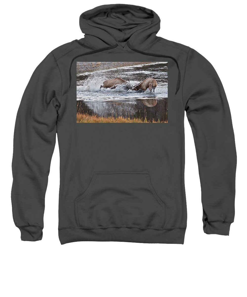 Elk Sweatshirt featuring the photograph Elk Fight by Wesley Aston