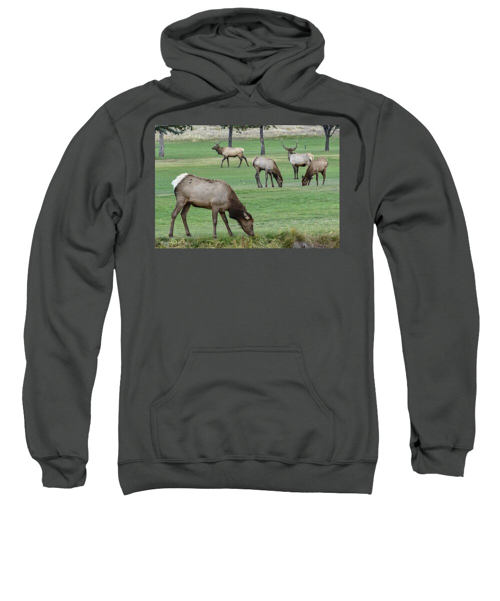  Sweatshirt featuring the photograph Elk On Golf Course Estes Park Colorado by Paul Vitko