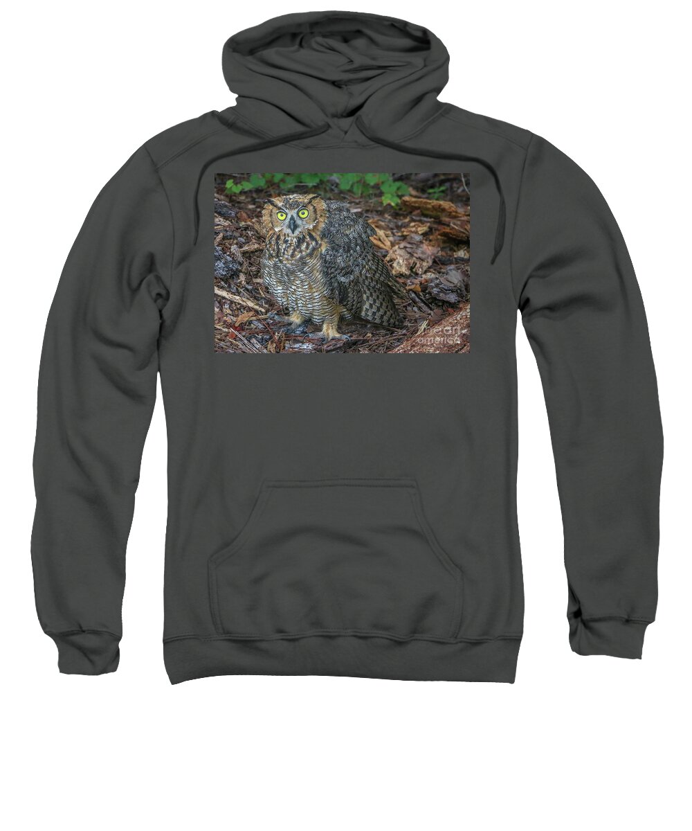 Owl Sweatshirt featuring the photograph Eye to Eye with Owl by Tom Claud
