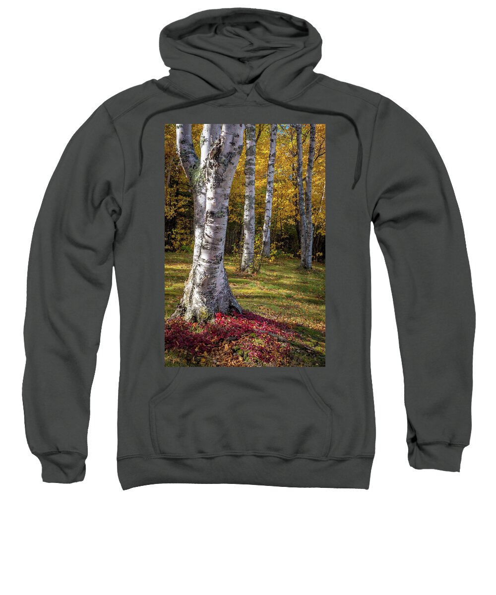 Birch Sweatshirt featuring the photograph Fall Colors by Gary McCormick