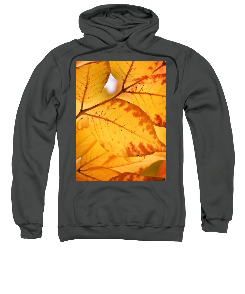 Scoobydrew81 Andrew Rhine Close-up Closeup Nature Botany Botanical Floral Flora Art Color Leaves Leaf Fall Autumn Tree Golden Orange Color Colorful Sunlight Sun Day Branches Branch Sweatshirt featuring the photograph Fall Leaves 3 by Andrew Rhine