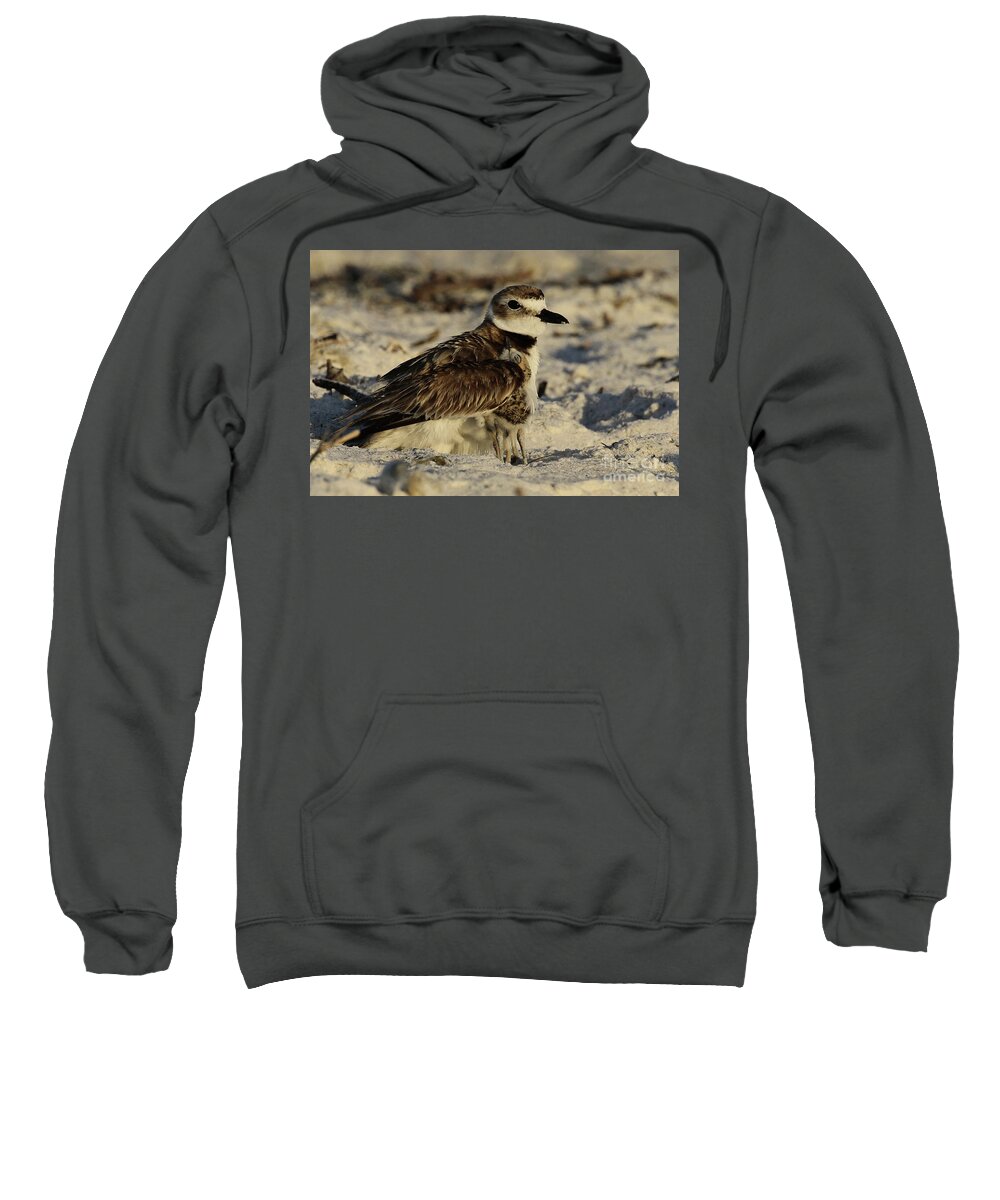 Wilson's Plover Sweatshirt featuring the photograph Feeling Safe - Wilson's Plover by Meg Rousher