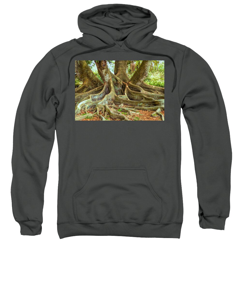 Roots Sweatshirt featuring the photograph Ficus Roots by Rosalie Scanlon