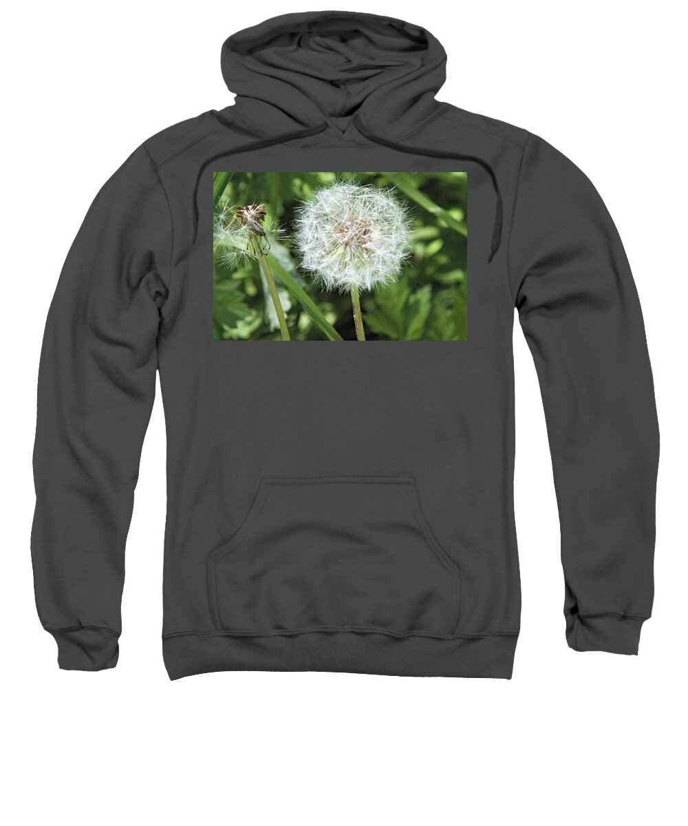 Flowers Sweatshirt featuring the photograph Flower macro by Karl Rose