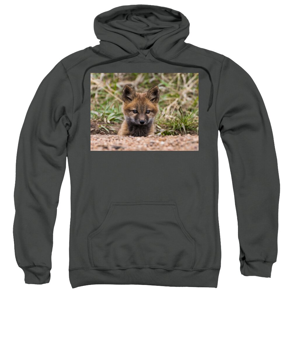 Fox Kit Sweatshirt featuring the photograph Fox Kit #4 by Mindy Musick King