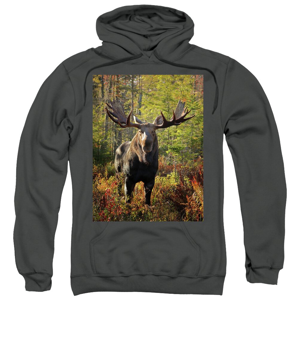 Moose Sweatshirt featuring the photograph Getting a Bit Too Close by Duane Cross
