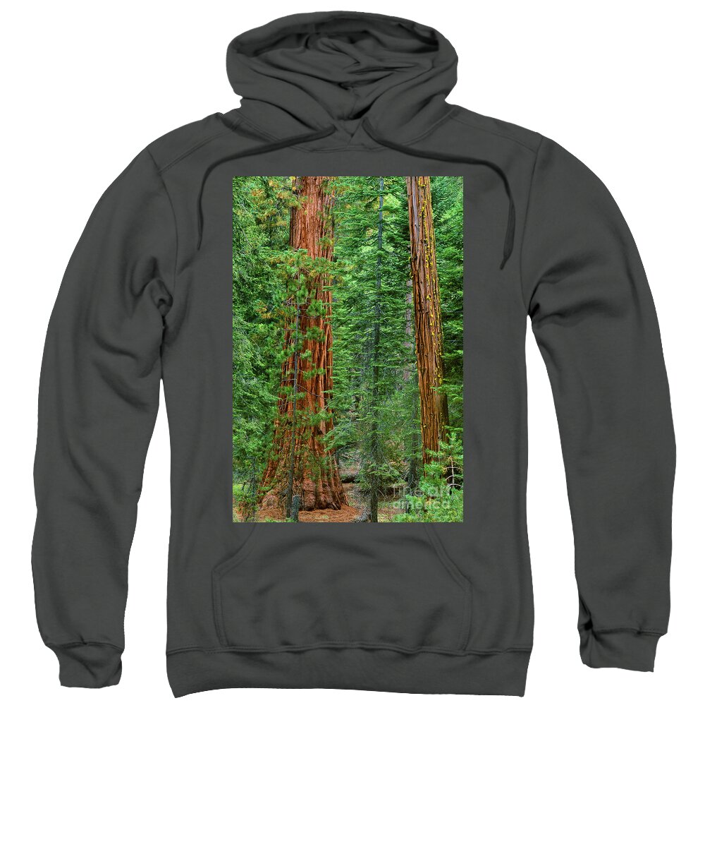 North America Sweatshirt featuring the photograph Giant Sequoias Sequoiadendron Gigantium Yosemite NP CA by Dave Welling
