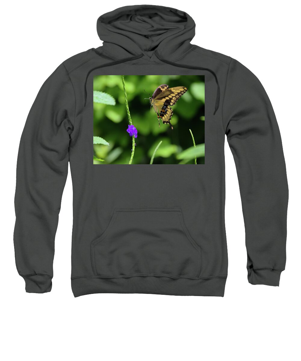 Butterfly Sweatshirt featuring the photograph Giant Swallowtail Butterfly Landing on a Purple Flower by Artful Imagery