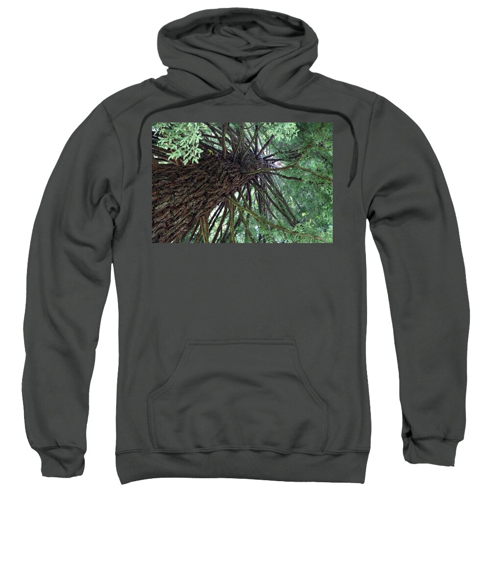 Enchanted Forest Sweatshirt featuring the photograph Glorious Tree by Portraits By NC