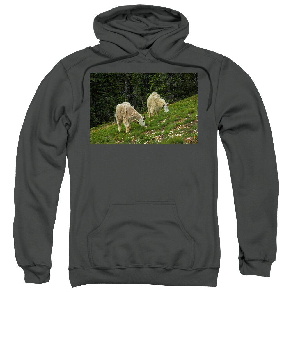 Olympic National Park Sweatshirt featuring the photograph Goat Garden by Doug Scrima