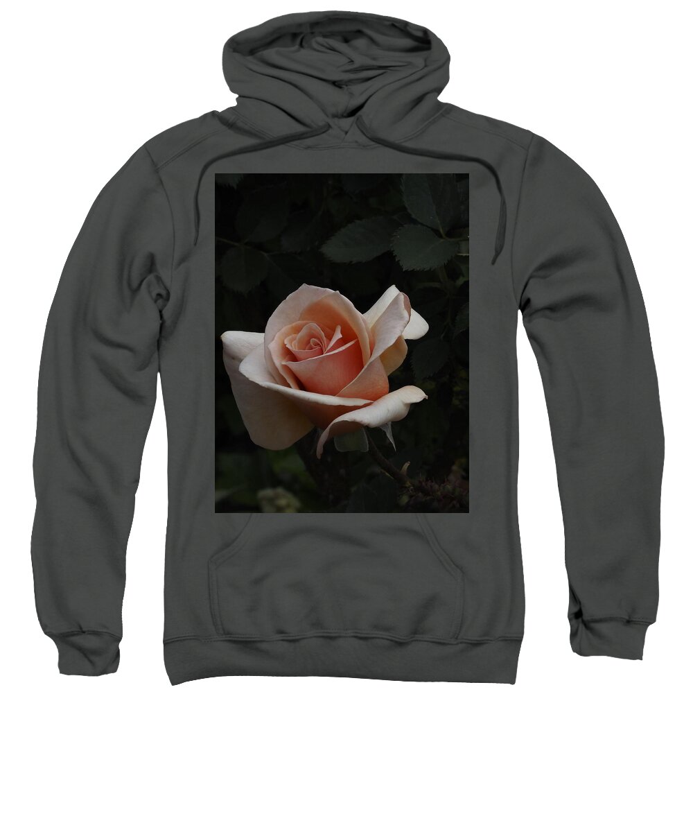 Botanical Sweatshirt featuring the photograph Golden Rose by Richard Thomas
