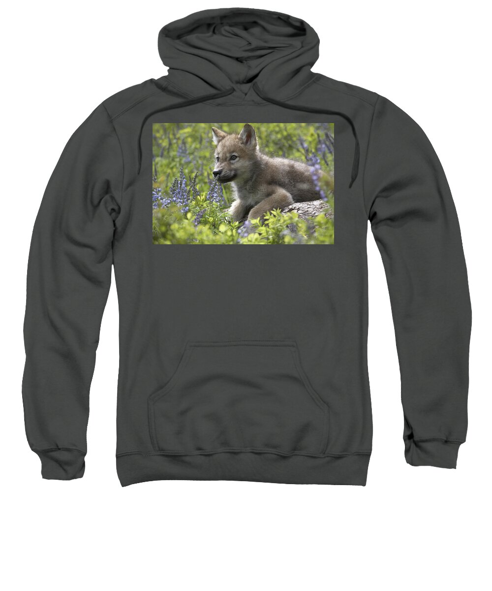Mp Sweatshirt featuring the photograph Gray Wolf Canis Lupus Pup Amid Lupine by Tim Fitzharris