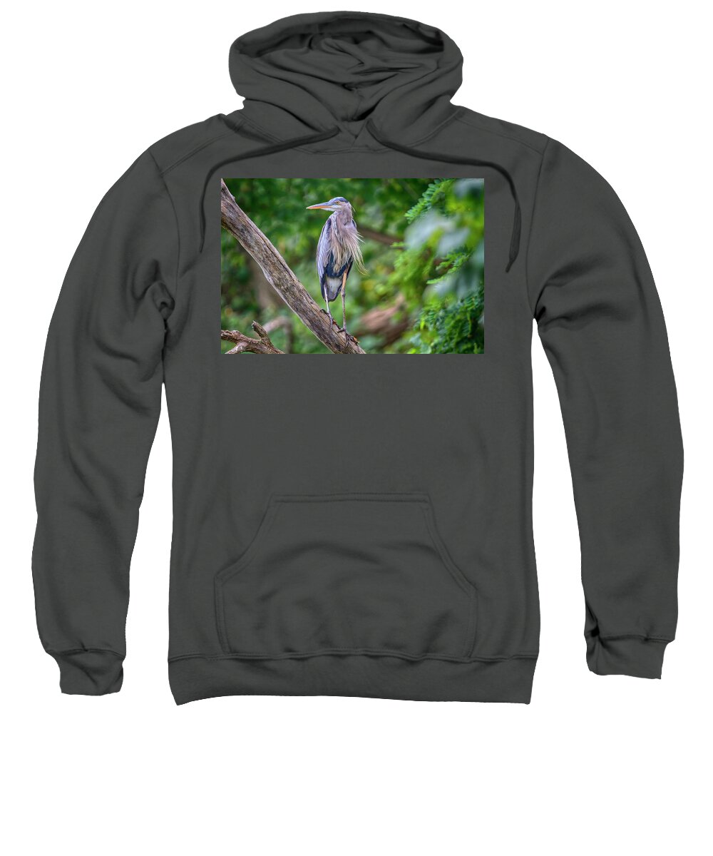 Port Dover Sweatshirt featuring the photograph Great Blue Heron 2 by Gary Hall