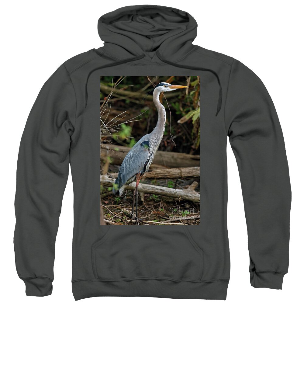 Great Blue Heron Sweatshirt featuring the photograph Great Blue Heron in Florida Swamp by Natural Focal Point Photography