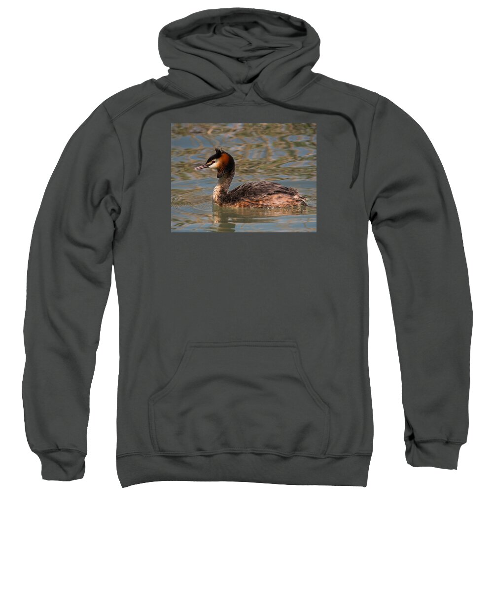 Grebe Sweatshirt featuring the photograph Great Crested Grebe by Claudio Maioli