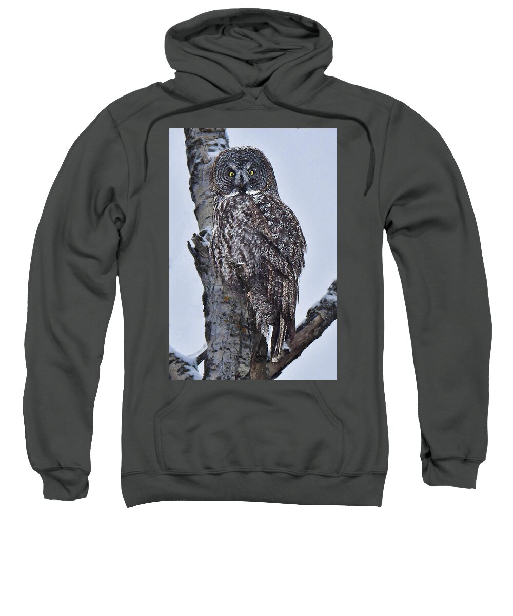 Bird Sweatshirt featuring the photograph Great Gray Owl by Alan Lenk