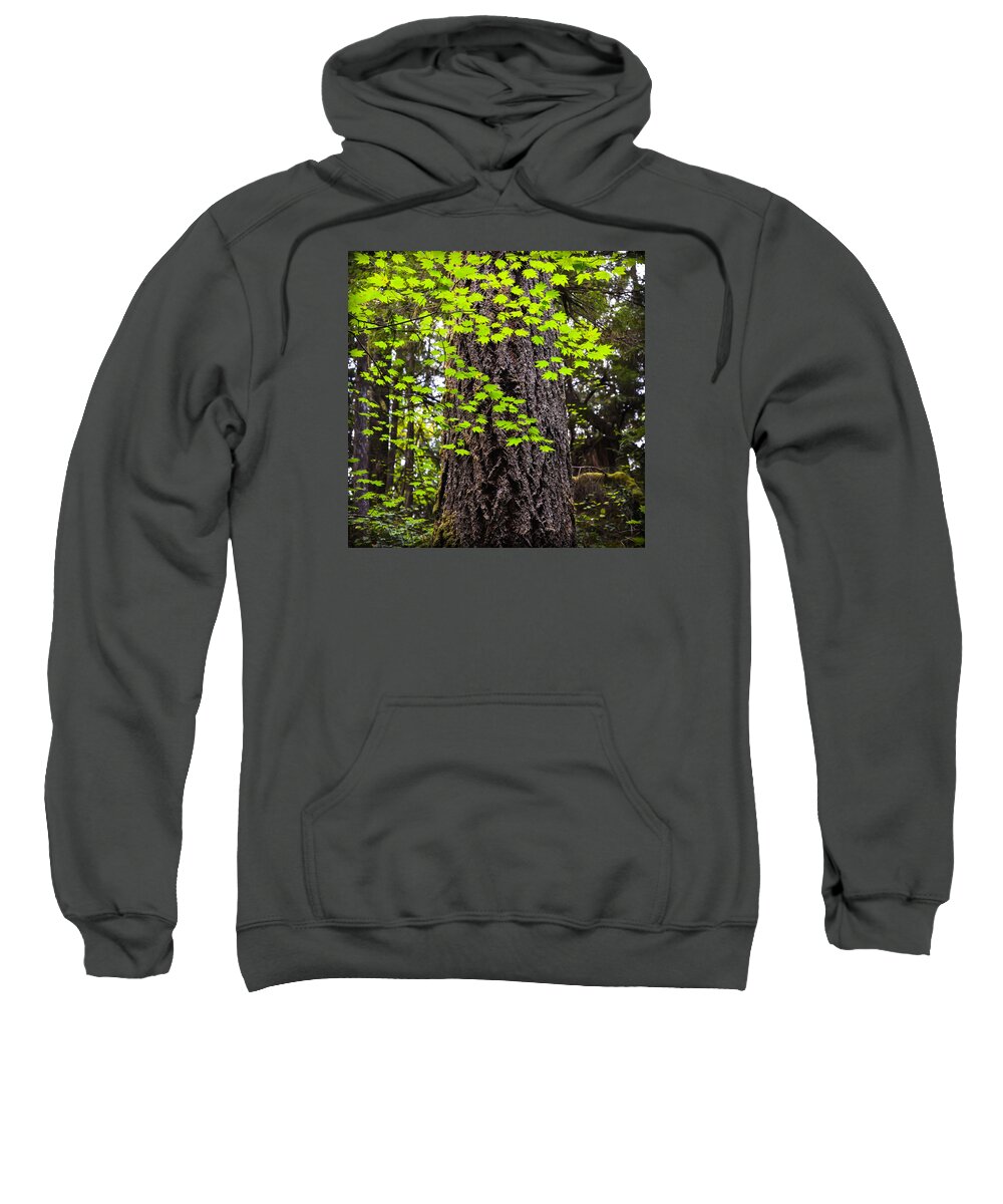 Forest Sweatshirt featuring the photograph Green Leaves by Ronda Broatch