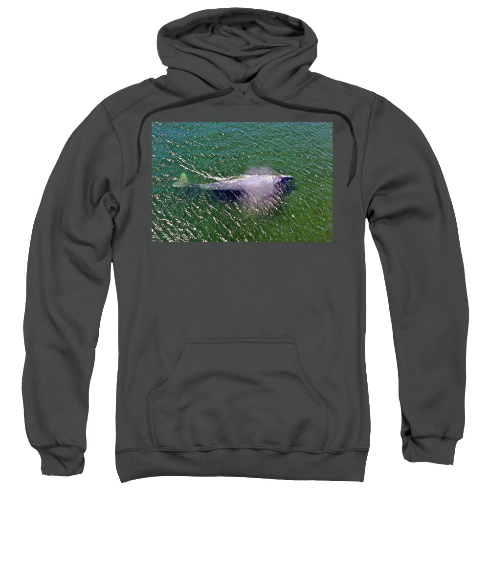 Photograph Sweatshirt featuring the photograph Grey Whale by Richard Gehlbach