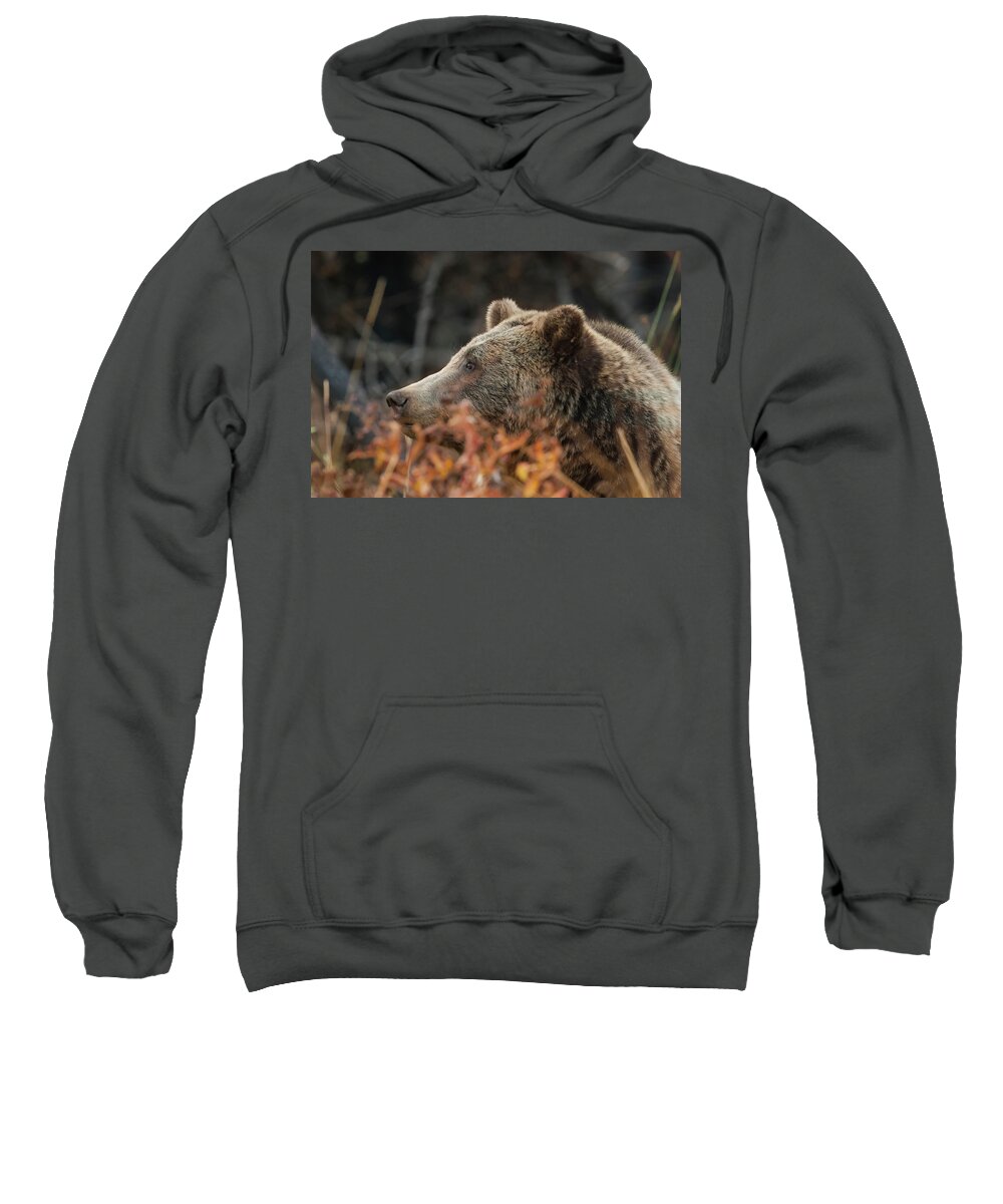 Mark Miller Photos Sweatshirt featuring the photograph Grizzly Bear Portrait in Fall by Mark Miller