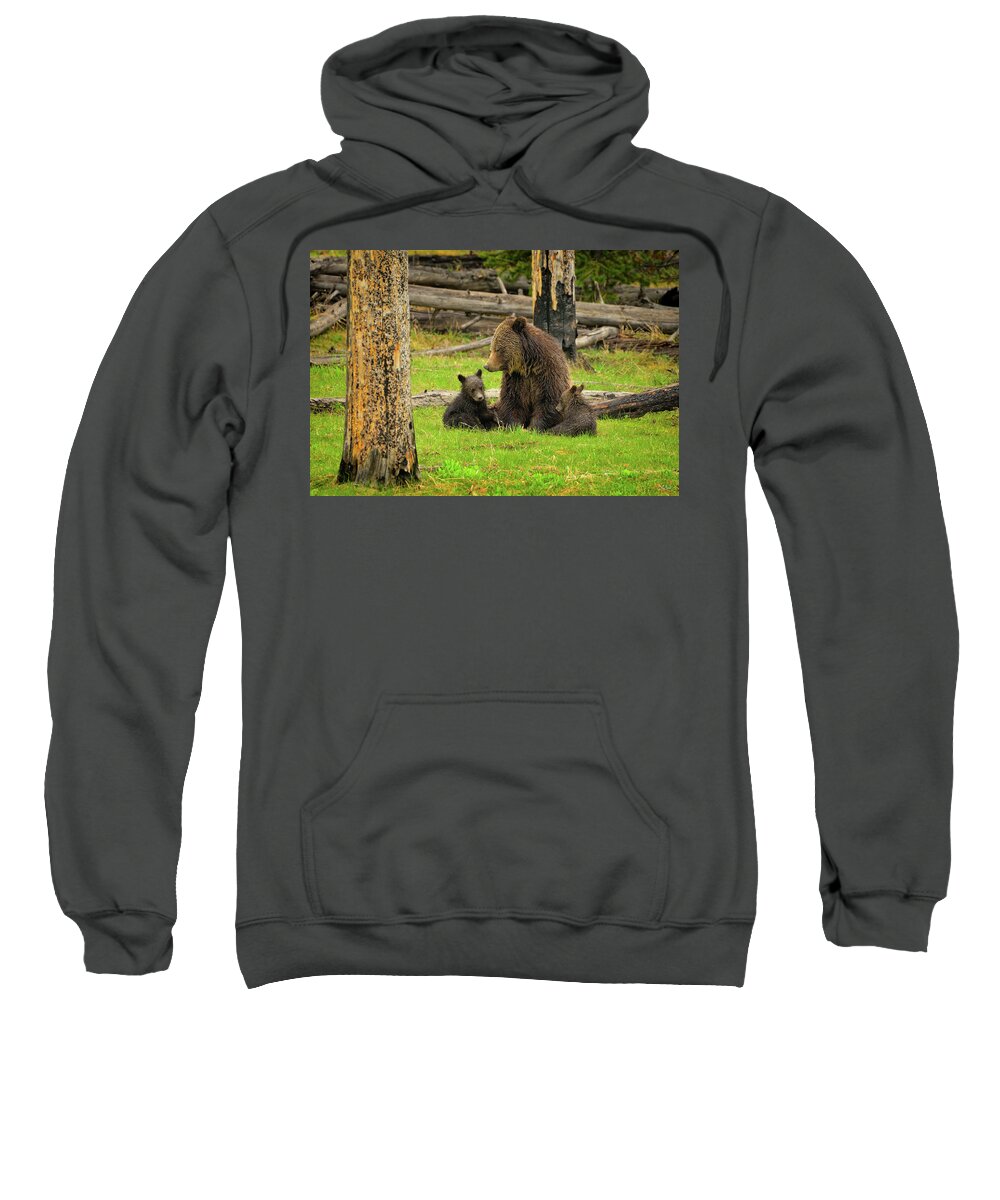 Grizzly Sweatshirt featuring the photograph Grizzly Family Gathering by Greg Norrell
