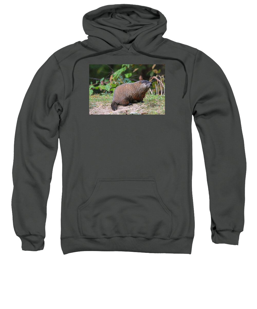Groundhog Sweatshirt featuring the photograph Groundhog 0590 by Jack Schultz