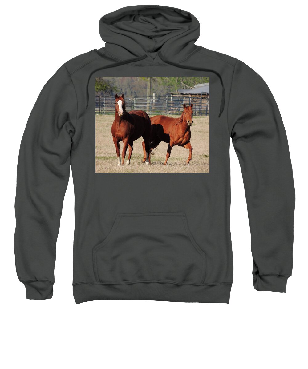 Digital Photography Sweatshirt featuring the photograph Happy Horses Hoofin-it by Kim Pate
