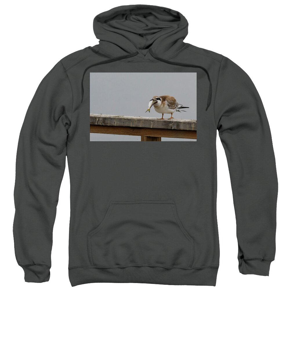 Tern Sweatshirt featuring the photograph Having A Bad Day. by Sam Rino